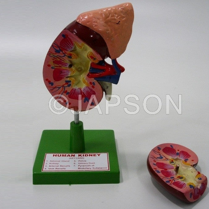 Human Model, Kidney Human Model, Kidney